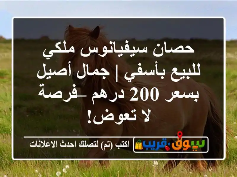 حصان سيفيانوس ملكي للبيع بأسفي | جمال أصيل بسعر 200...