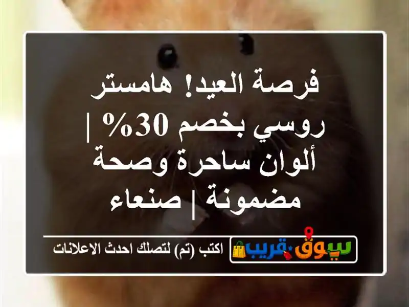 فرصة العيد! هامستر روسي بخصم 30% | ألوان ساحرة...