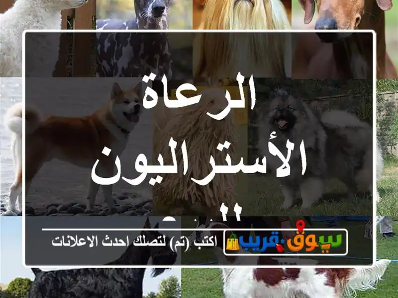 الرعاة الأستراليون للبيع