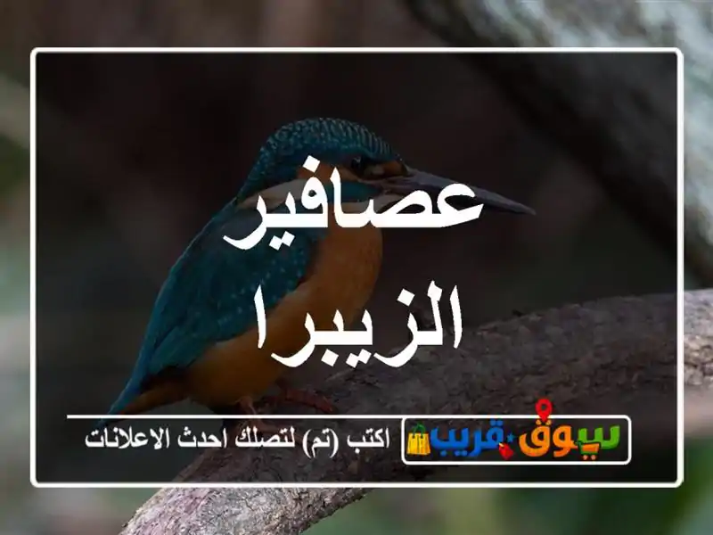 عصافير الزيبرا