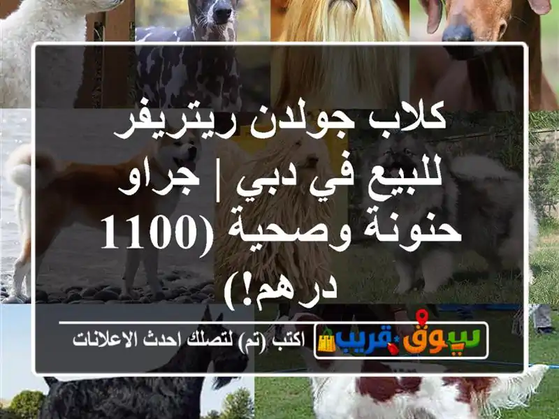 كلاب جولدن ريتريفر للبيع في دبي | جراو حنونة وصحية...