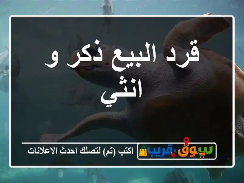 قرد البيع ذكر و انثي