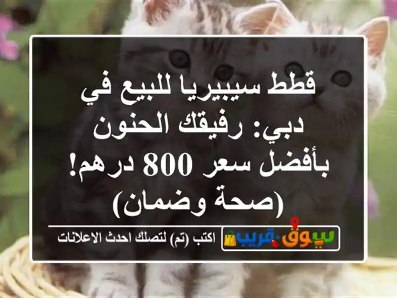 قطط سيبيريا للبيع في دبي: رفيقك الحنون بأفضل سعر...