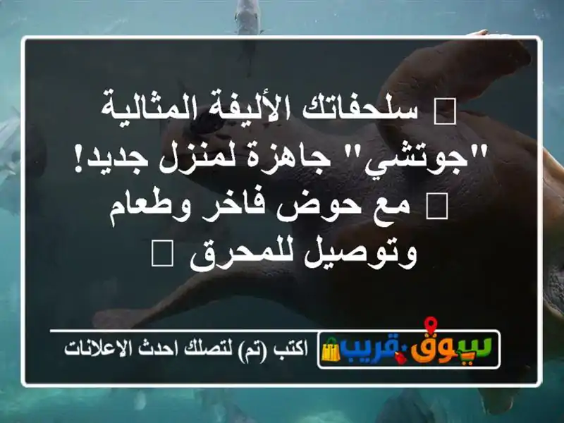 🌟 سلحفاتك الأليفة المثالية 