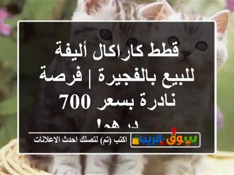 قطط كاراكال أليفة للبيع بالفجيرة | فرصة نادرة بسعر...