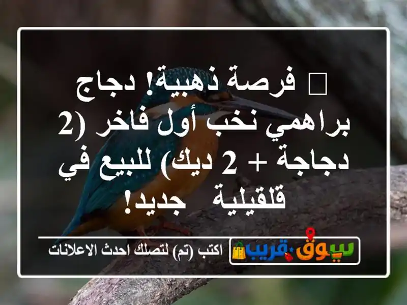 🌟 فرصة ذهبية! دجاج براهمي نخب أول فاخر (2 دجاجة + 2...
