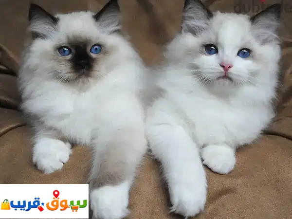 قطط راغدول للبيع | رفيقك الودود بانتظارك! 🐾...