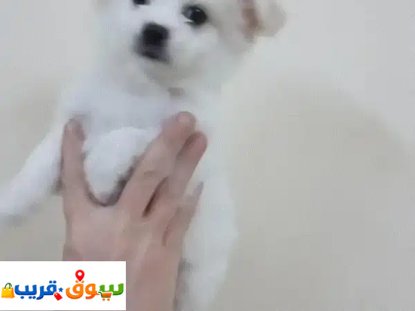 جرو مالطي أنثى للبيع (5 أسابيع): رفيقتك المدللة...