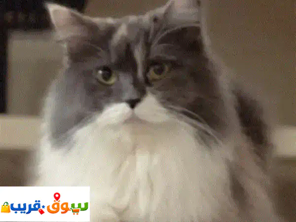 قطط للتبني مجانًا: امنح قطًا صغيرًا بيتًا...
