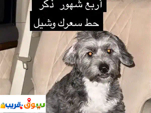 الرفاع