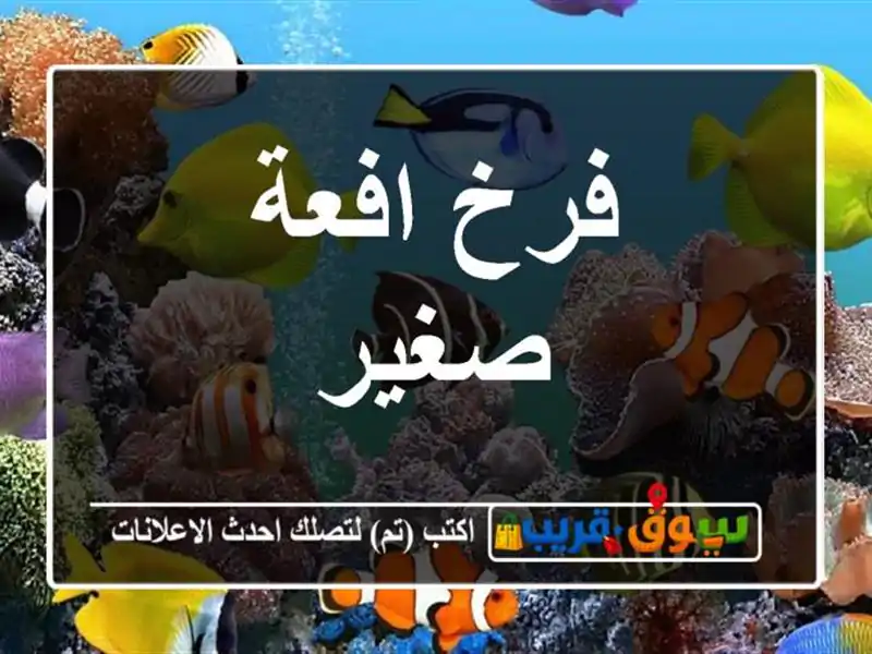 فرخ افعة صغير