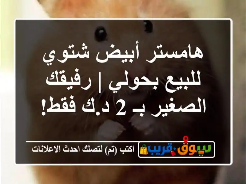 هامستر أبيض شتوي للبيع بحولي | رفيقك الصغير بـ 2 د.ك فقط!
