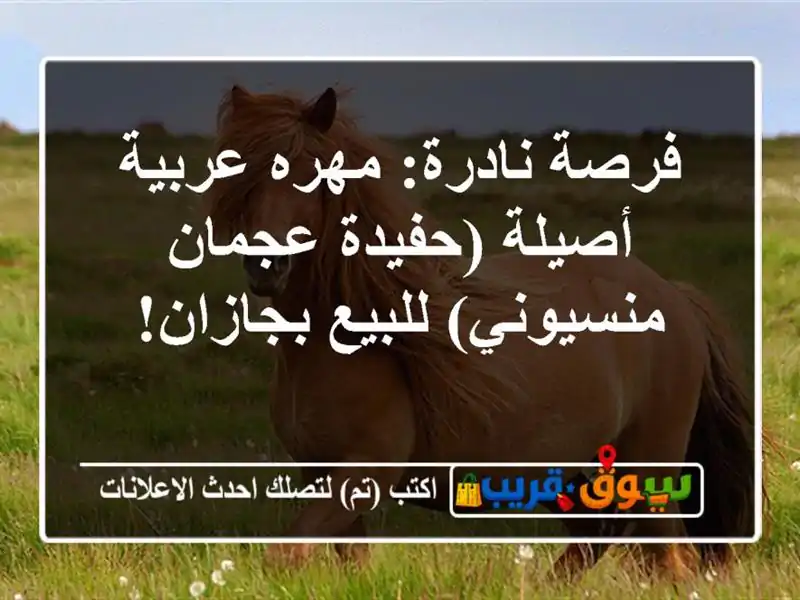 فرصة نادرة: مهره عربية أصيلة (حفيدة عجمان...