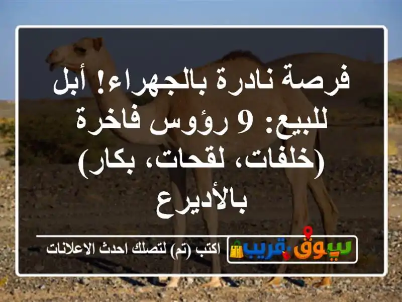 فرصة نادرة بالجهراء! أبل للبيع: 9 رؤوس فاخرة...