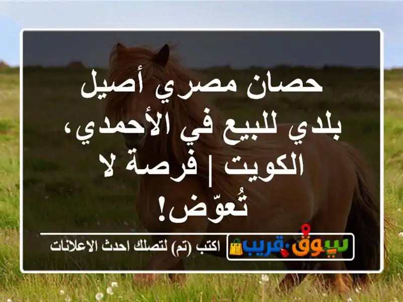 حصان مصري أصيل بلدي للبيع في الأحمدي، الكويت | فرصة...