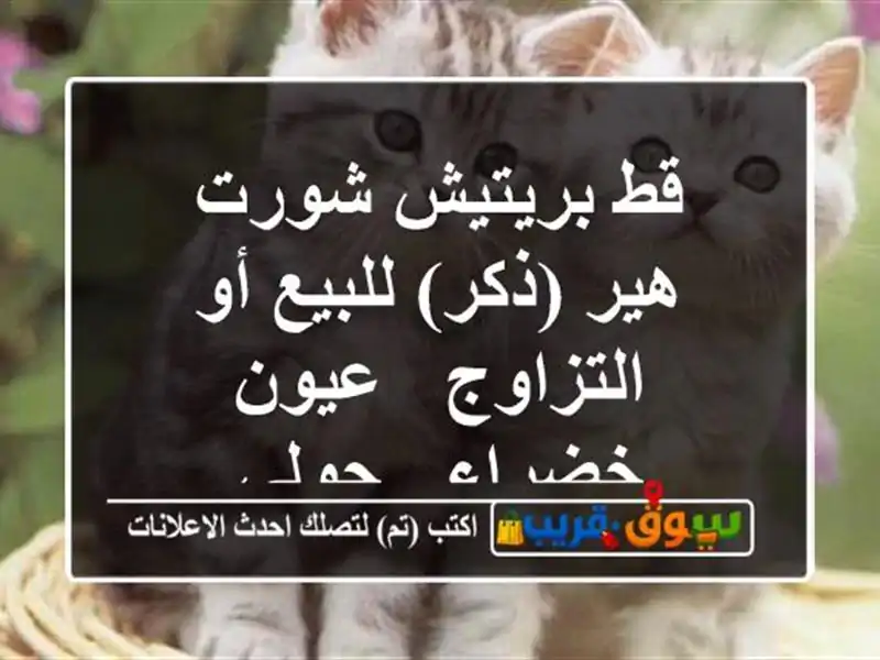 قط بريتيش شورت هير (ذكر) للبيع أو التزاوج - عيون خضراء...