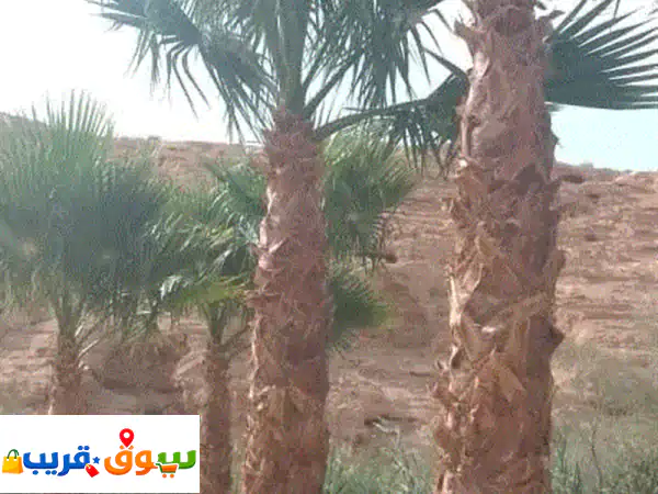 تألق بحديقتك: توريد وزراعة جميع أنواع النخيل...