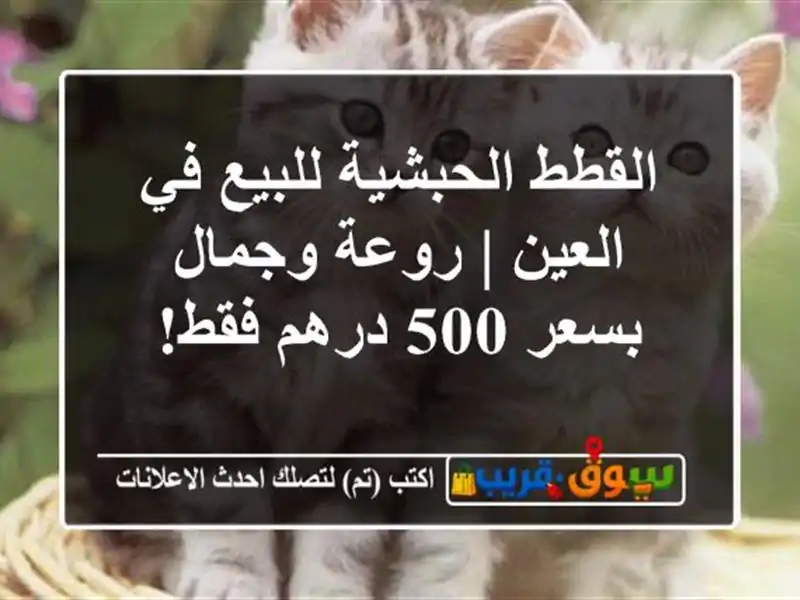 القطط الحبشية للبيع في العين | روعة وجمال بسعر 500...
