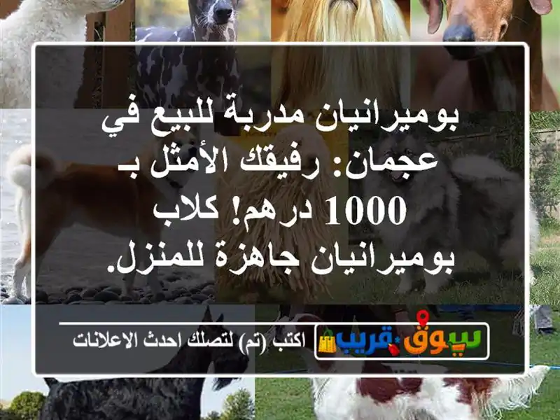بوميرانيان مدربة للبيع في عجمان: رفيقك الأمثل بـ...