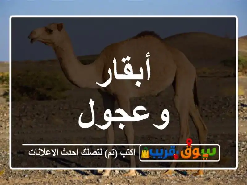أبقار وعجول