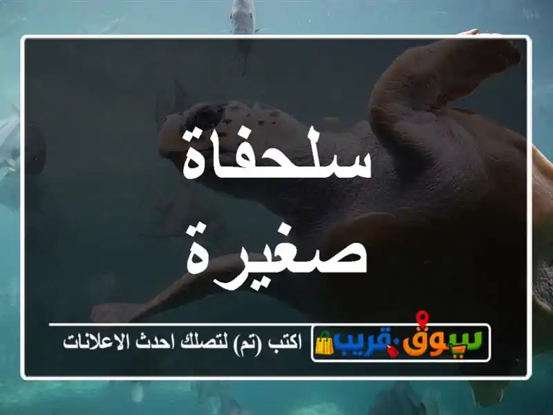 سلحفاة صغيرة