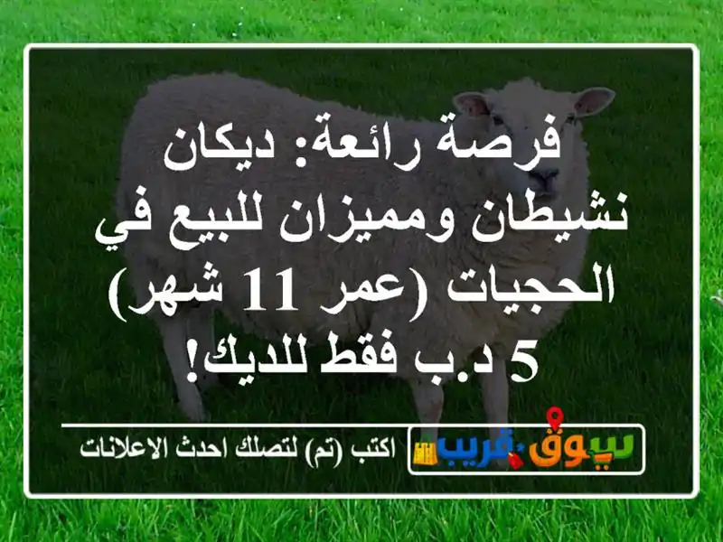 فرصة رائعة: ديكان نشيطان ومميزان للبيع في الحجيات...
