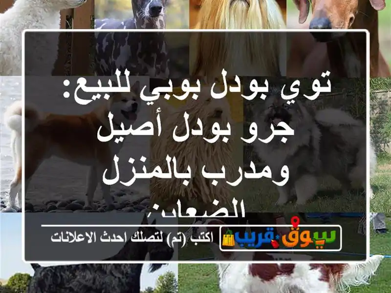 توي بودل بوبي للبيع: جرو بودل أصيل ومدرب بالمنزل...