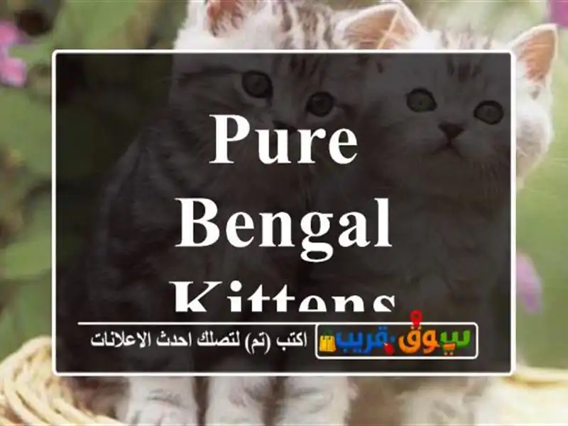 Pure Bengal Kittens