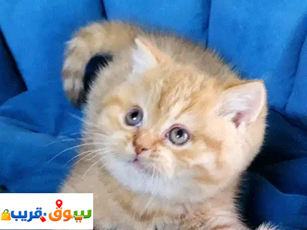 قطط بريطانية لونج هير فاخرة للبيع: جمال أصيل،...