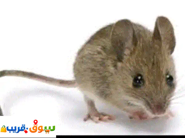أفضل شركة مكافحة حشرات بجدة - المتحدة كلين |...