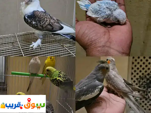 طيور للبيع بمواصفات ممتازة: حمام ساتان، كوكاتيل...