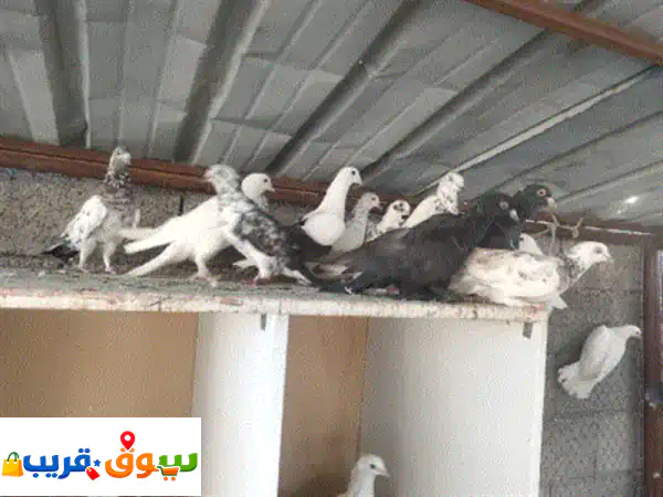 🔥 فرصة ذهبية: 150 حمامة من جميع الأنواع بأسعار تبدأ...