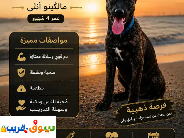 مالينو أنثى للبيع 4 شهور في البحرين | جرو...