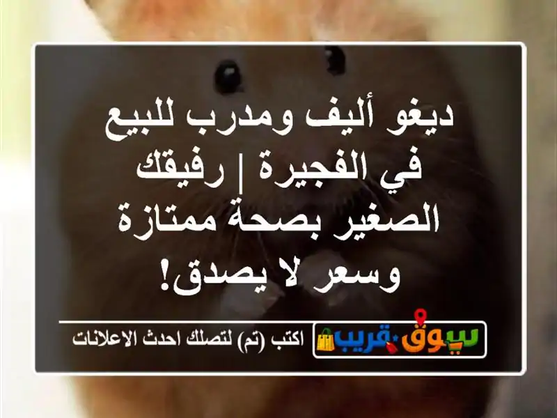 ديغو أليف ومدرب للبيع في الفجيرة | رفيقك الصغير...
