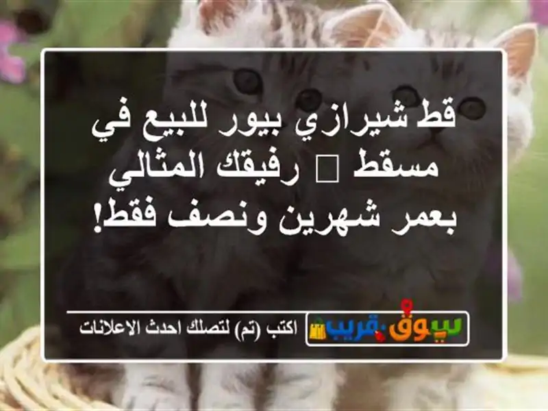 قط شيرازي بيور للبيع في مسقط 🐾 رفيقك المثالي...