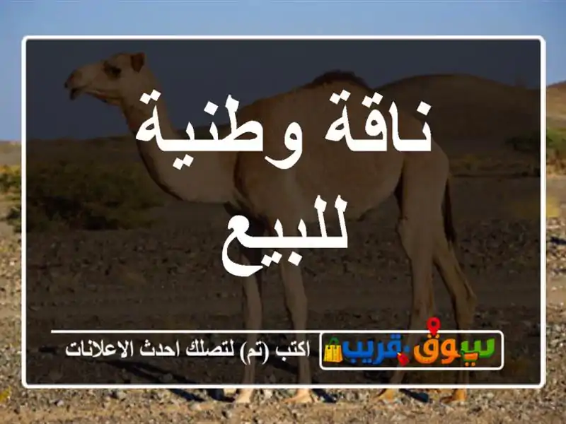 ناقة وطنية للبيع