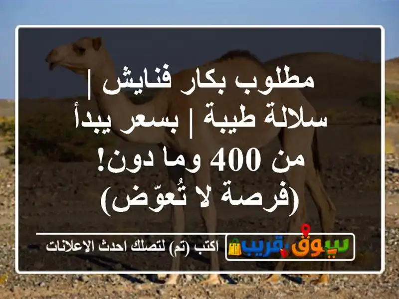 مطلوب بكار فنايش | سلالة طيبة | بسعر يبدأ من 400 وما...