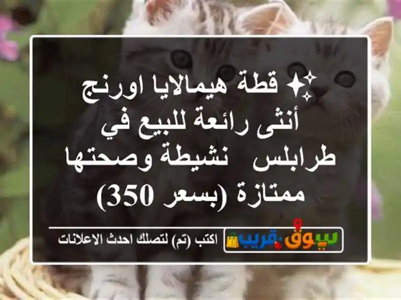 ✨ قطة هيمالايا اورنج أنثى رائعة للبيع في طرابلس...