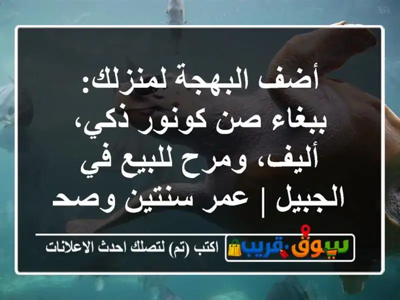 أضف البهجة لمنزلك: ببغاء صن كونور ذكي، أليف،...