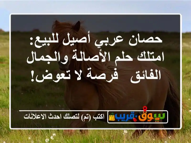 حصان عربي أصيل للبيع: امتلك حلم الأصالة والجمال...