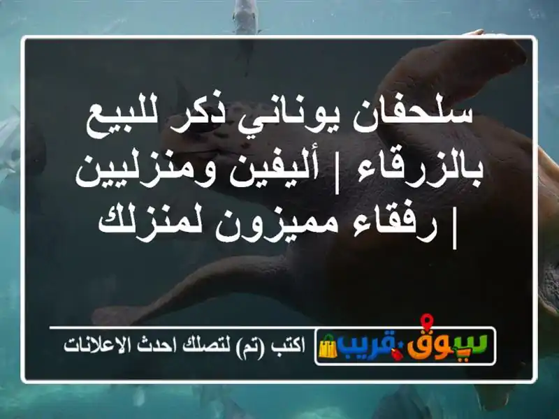 سلحفان يوناني ذكر للبيع بالزرقاء | أليفين ومنزليين...