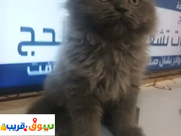 قط بيرتيش لونج هير أصيل للبيع في عجمان | ذكر رمادي...
