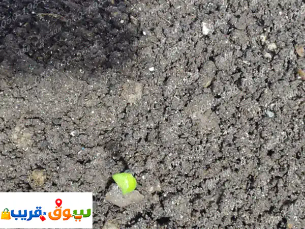 اكتشف سر النمو الطبيعي: سماد دود الأرض العضوي بـ 10...