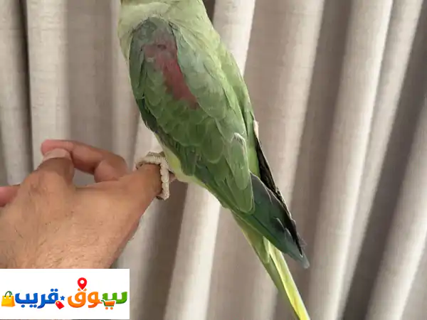 طيور نيبالي أليفة (ذكر وأنثى) للبيع بالموالح |...
