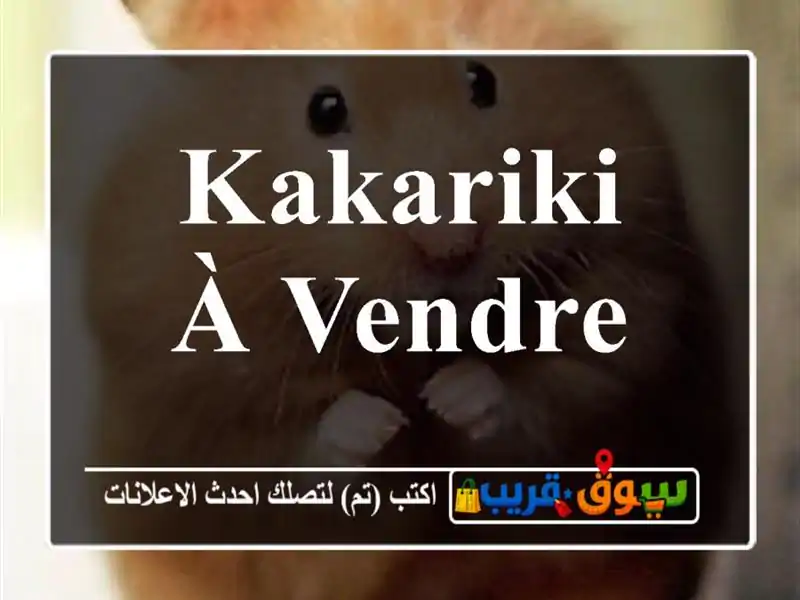 kakariki à vendre