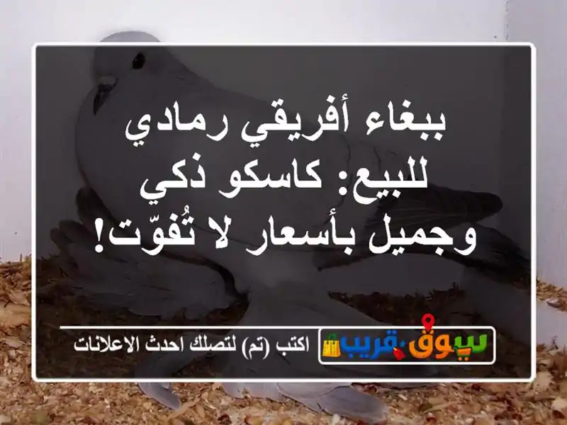 ببغاء أفريقي رمادي للبيع: كاسكو ذكي وجميل بأسعار...