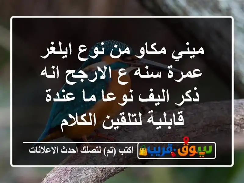 ميني مكاو من نوع ايلغر عمرة سنه ع الارجح انه ذكر...