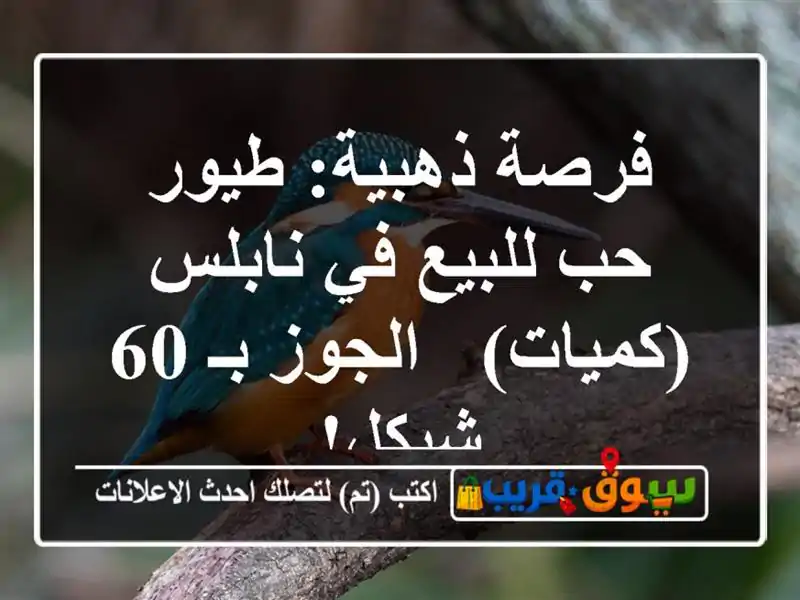 فرصة ذهبية: طيور حب للبيع في نابلس (كميات) - الجوز بـ...