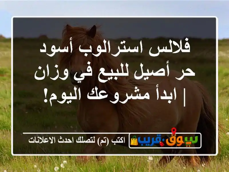 فلالس استرالوب أسود حر أصيل للبيع في وزان | ابدأ...
