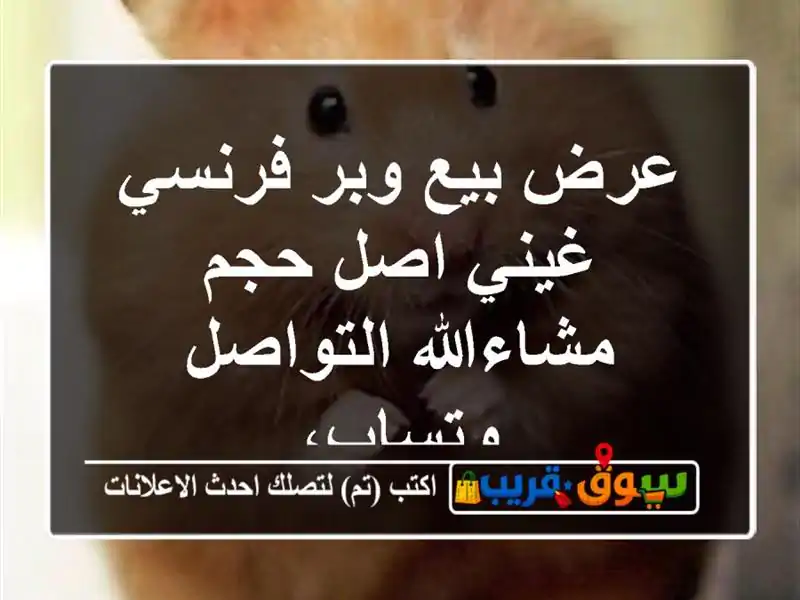 عرض بيع وبر فرنسي غيني اصل حجم مشاءالله التواصل وتساب،